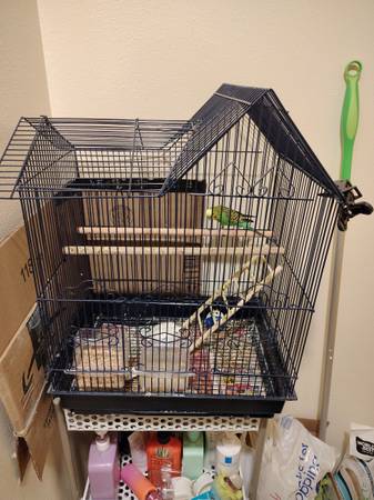 Periquitos (Seattle)64840148356097122