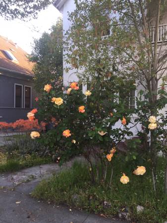 $3,950 / 3br - 1150ft2 - 3BR ,ESTILO ESPAÑOL, TRPLX,  BERK. BOWL, 2 PRKG, JARDÍN GRANDE. (berkeley)63890317126275121