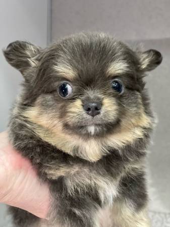 Pomchi-Rocket (Broken Arrow)64054492559363120