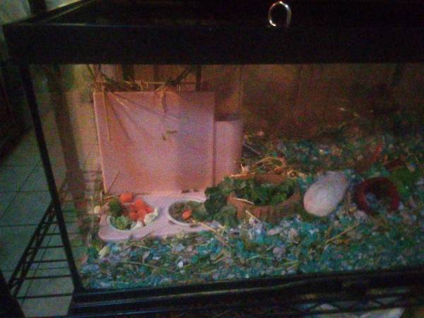 Hamsters 1