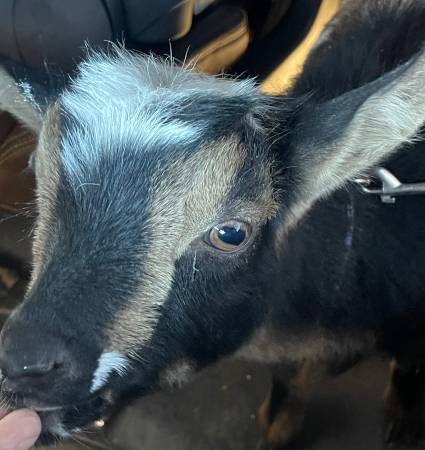 2 mini Nigerian goat does 1