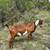 Purebred Nubian Milking Goat 1 thumbnail