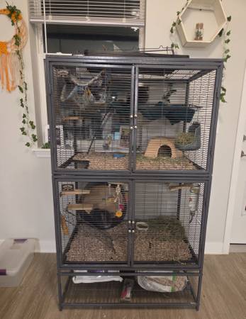 Chinchillas63897442846594123