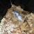 Fancy/Feeder Mice 4 thumbnail