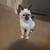 Male Siamese kitten 1 thumbnail