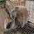 mini rex rabbits 6 thumbnail