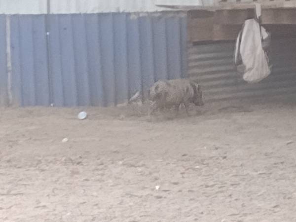 Pig 1