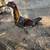 Gamefowl gallos fino 2 thumbnail