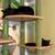 Looking to rehome my cat ~ cosmo 3 thumbnail