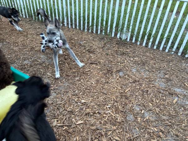 Puppies for rehoming63861889766145120