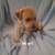 Adorable puppies 11 thumbnail