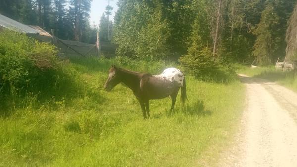 25-year-old POA Mair 1