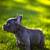 Blue Male Puppy French Bulldog 3 thumbnail