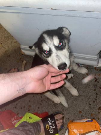 Siberian husky 12wk 1