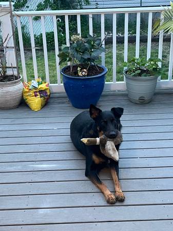 Macho de 3 años, mestizo de Pastor Alemán, Cattle Dog y Doberman (Parlin)63624616105475122