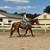 Versatile Warmblood Gelding for Sale 6 thumbnail