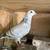 Pigeons 4 thumbnail