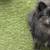Pomeranian 2 thumbnail