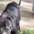 Cane Corso 5 thumbnail