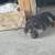 Puppies 2 thumbnail