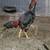Thai rooster gallo chicken 3 thumbnail