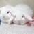 Holland lop baby rabbits 2 thumbnail