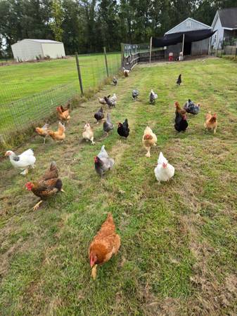 Laying hens assorted breeds 1