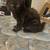 Black kitten 3 thumbnail