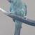 Rehoming three Indian ringneck parrots 3 thumbnail
