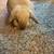 Rehoming Rabbit 4 thumbnail