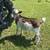 Fainting Goat Bucks 4 thumbnail