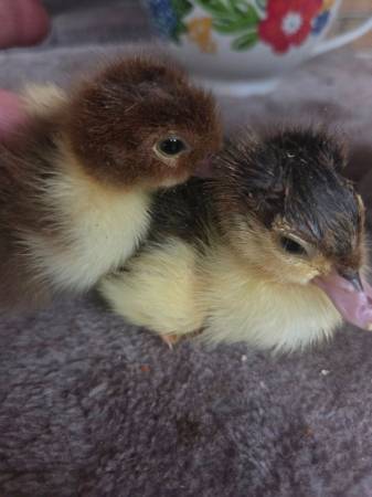 Muscovy Ducklings 1