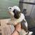Shih Tzu 6 thumbnail