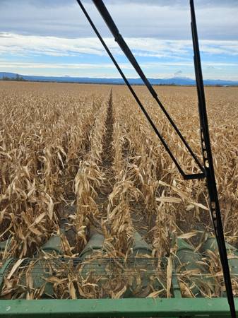 Cracked corn and peas 1