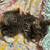 Poly bobtail kittens 4 thumbnail