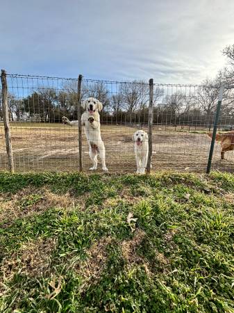 4 month old Pyrenees pups 1