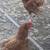 Hens 1 thumbnail