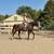 Gorgeous Black Quarter Horse for Sale 5 thumbnail