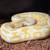 Black Pastel Albano ball python 1 thumbnail