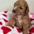 Cockapoo puppies 10 thumbnail