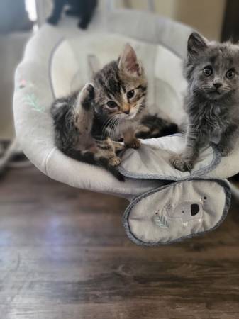 Kittens with mittens (Wakeman)63907990108546123