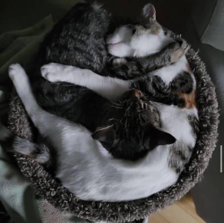 Tabby and Calico female cats need rehoming ASAP (morgan hill)64188537017602121