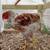 Partridge Chantecler roosters from Sandhill Preservation Center 16 thumbnail