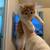 Siberian Kittens 4 thumbnail