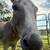 Mini donkey spotted gelding 4 thumbnail