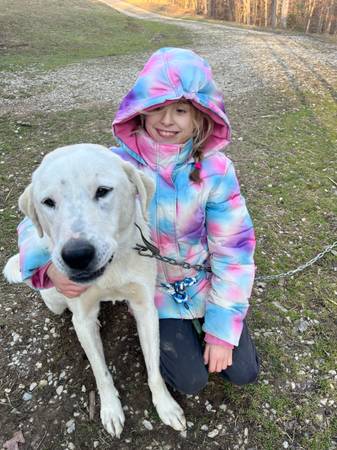 free great Pyrenees 1