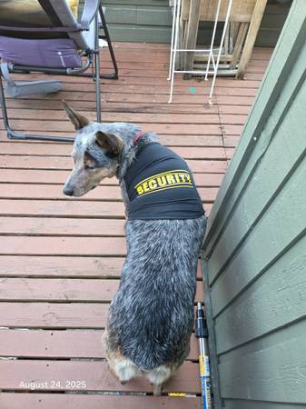 Cute security and Mr.Cool t shirts for small dogs (Lake Whatcom)63613582875907127