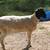Bred Dorper Yearlings 6 thumbnail