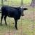 Livestock and Poultry 3 thumbnail