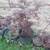 Japanese Red Maple trees 2-3 feet tall 12 thumbnail
